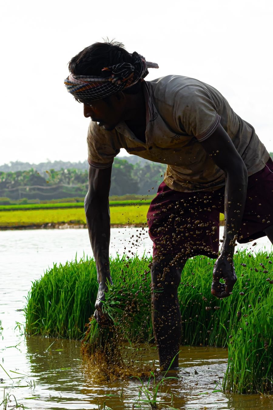 Indian farmer working in a green paddy field