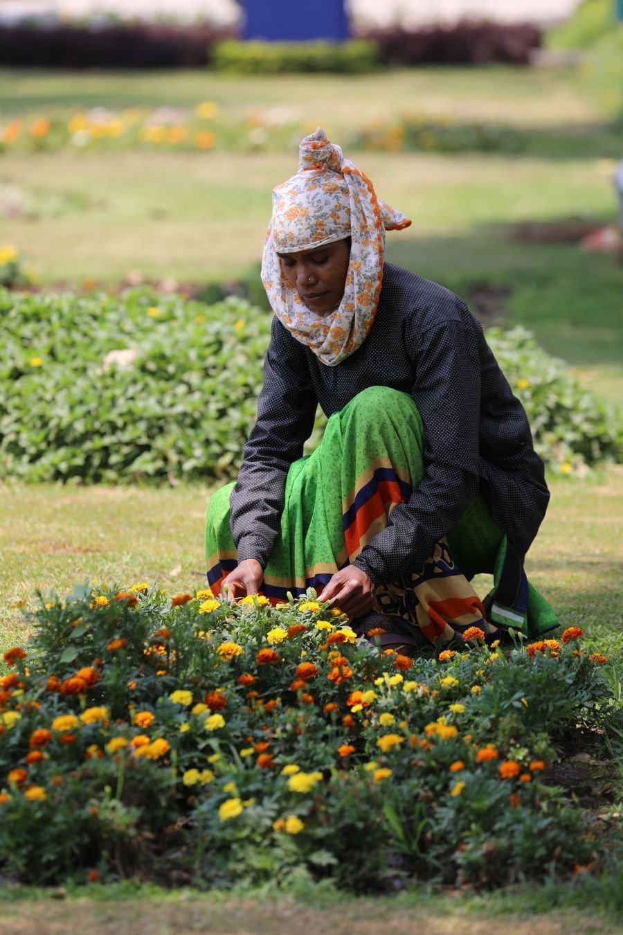 Gardener tending marigold flowers in an Indian garden